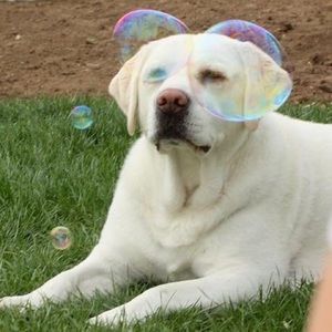 Meet your Posher, Donna